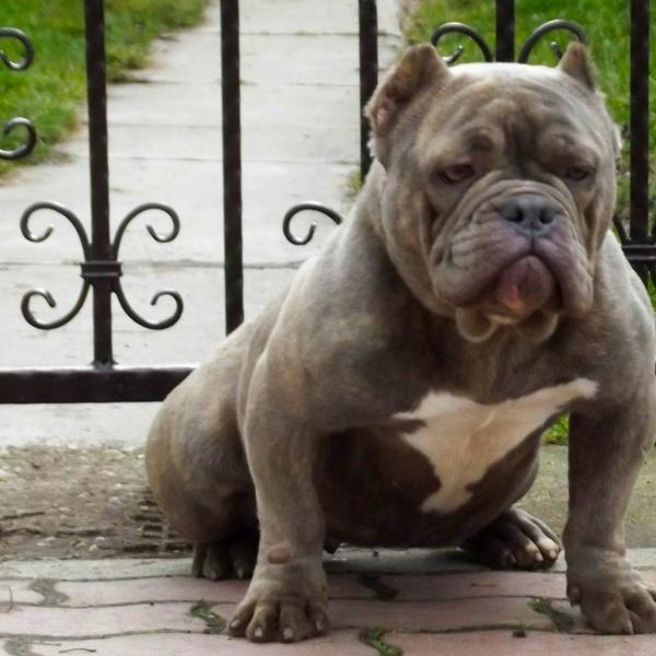 American Bully